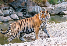 Load image into Gallery viewer, Royal Rajasthan (Jaipur and Ranthambore) and the Urban wonders of Delhi: May 5 - May 13:2026