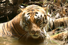 Load image into Gallery viewer, Royal Rajasthan (Jaipur and Ranthambore) and the Urban wonders of Delhi: May 5 - May 13:2026