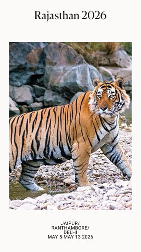 Royal Rajasthan (Jaipur and Ranthambore) and the Urban wonders of Delhi: May 5 - May 13:2026