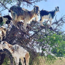 Load image into Gallery viewer, Morocco - with Rachel Hunter: September 2026