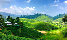 Load image into Gallery viewer, Sri Lanka Tour with Rachel Hunter - August 10-22:2026