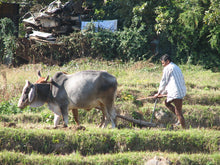 Load image into Gallery viewer, Northern India: Spirit, Serenity &amp; Sacred Landscapes - with Rachel Hunter - MAY 2027